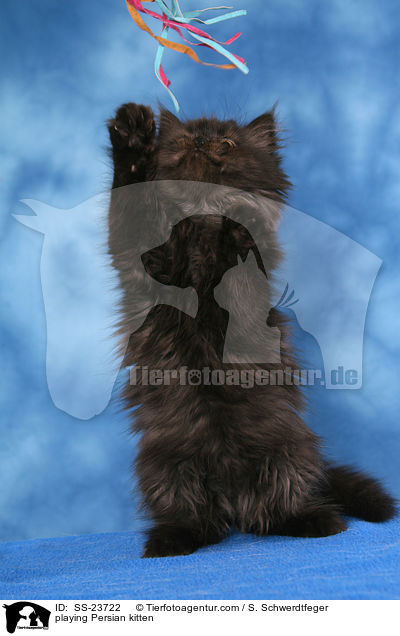 playing Persian kitten / SS-23722