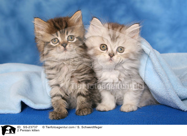 2 Persian kitten / SS-23737
