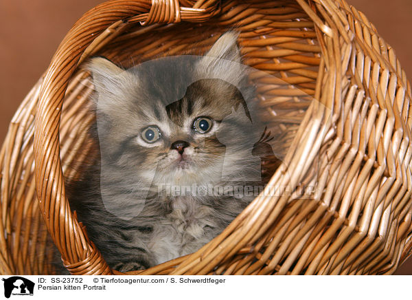 Persian kitten Portrait / SS-23752