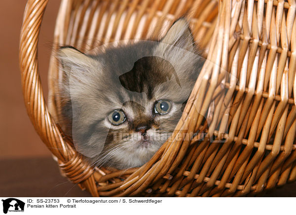 Persian kitten Portrait / SS-23753