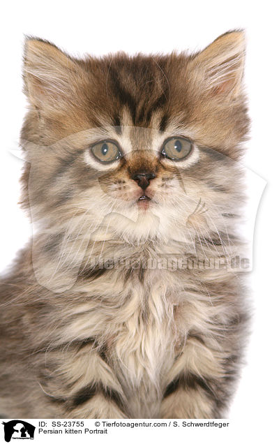 Persian kitten Portrait / SS-23755