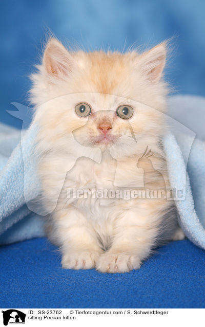 sitting Persian kitten / SS-23762