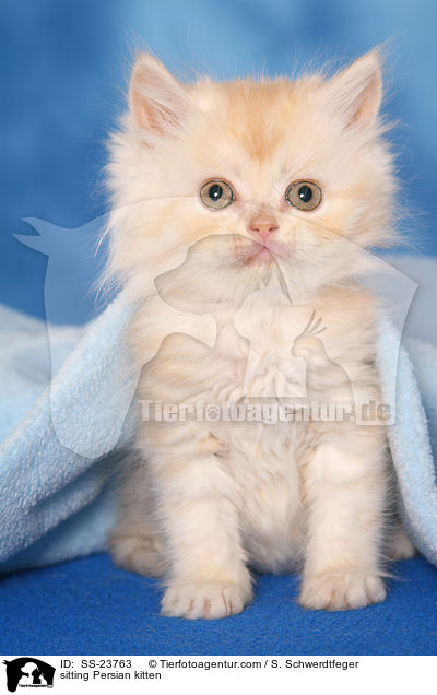 sitting Persian kitten / SS-23763