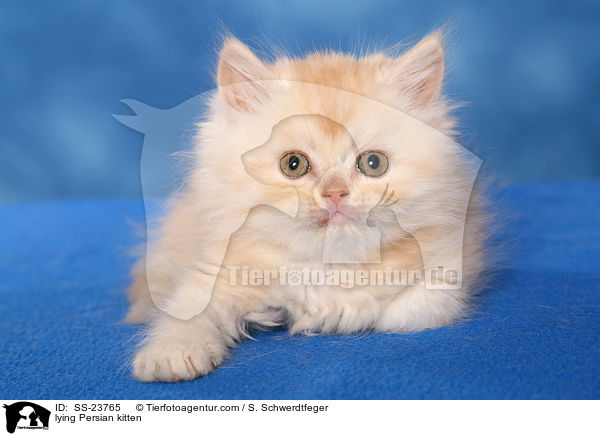 lying Persian kitten / SS-23765