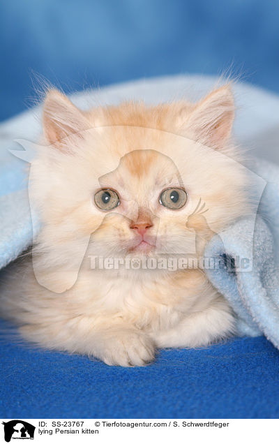 lying Persian kitten / SS-23767