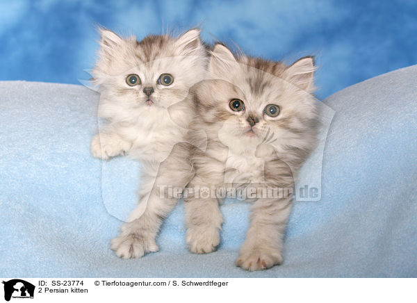 2 Persian kitten / SS-23774