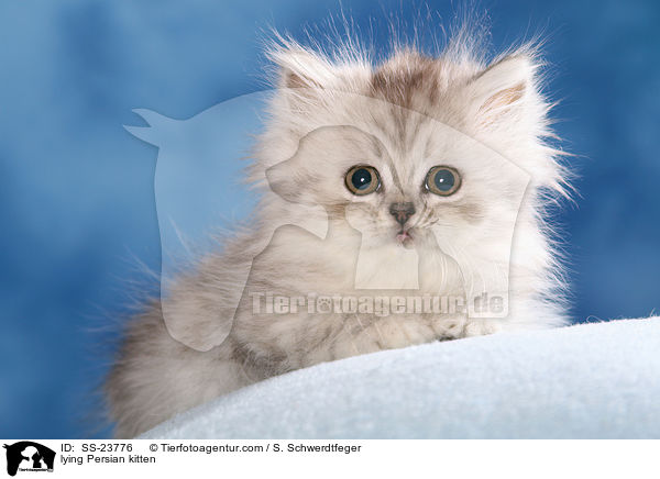lying Persian kitten / SS-23776