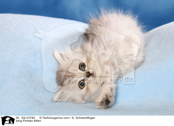 lying Persian kitten / SS-23780
