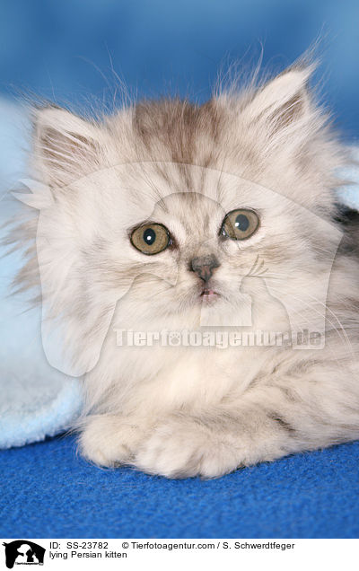 lying Persian kitten / SS-23782