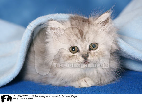 lying Persian kitten / SS-23783