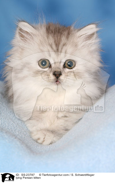 lying Persian kitten / SS-23787