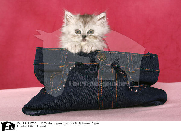 Persian kitten Portrait / SS-23790