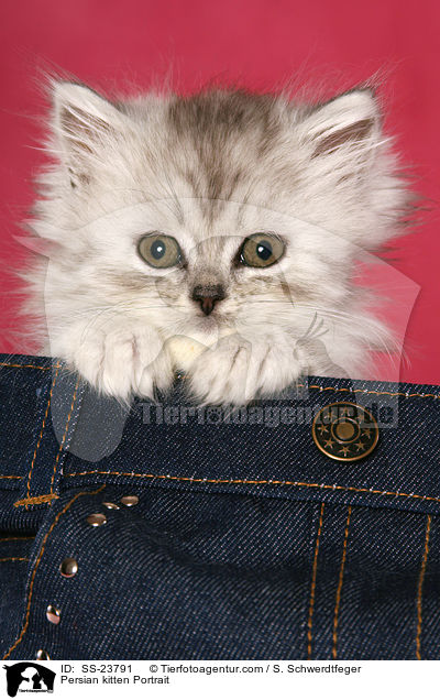 Persian kitten Portrait / SS-23791