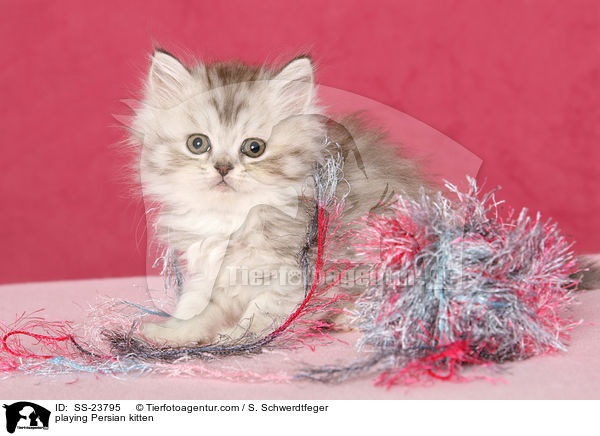 playing Persian kitten / SS-23795