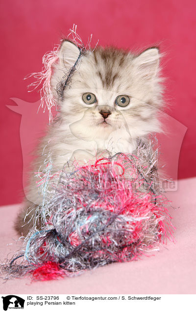 playing Persian kitten / SS-23796