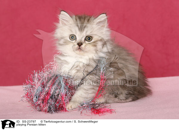 playing Persian kitten / SS-23797