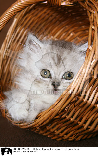 Persian kitten Portrait / SS-23798