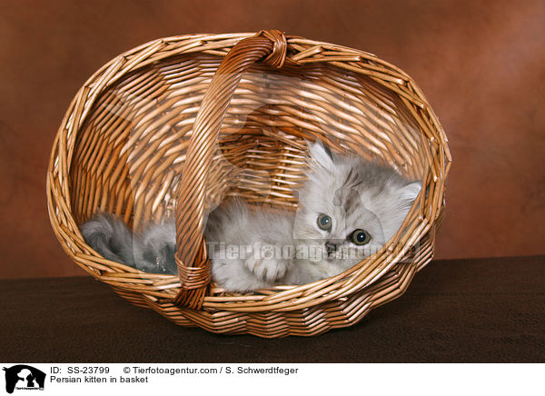 Persian kitten in basket / SS-23799