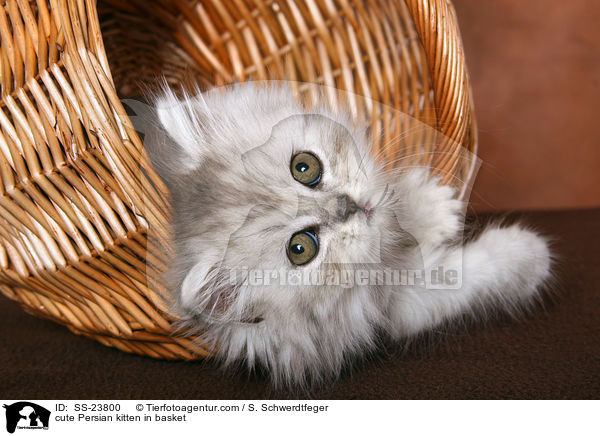 cute Persian kitten in basket / SS-23800