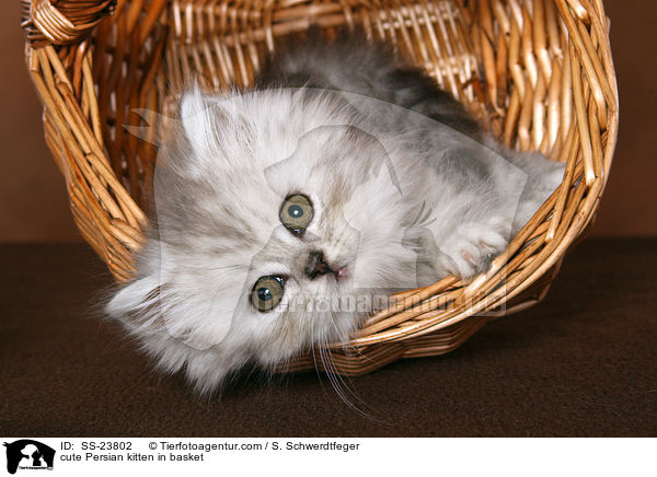 cute Persian kitten in basket / SS-23802
