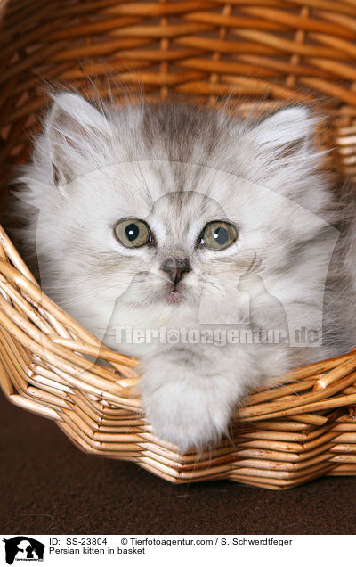 Persian kitten in basket / SS-23804