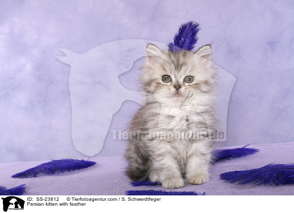 Persian kitten with feather / SS-23812
