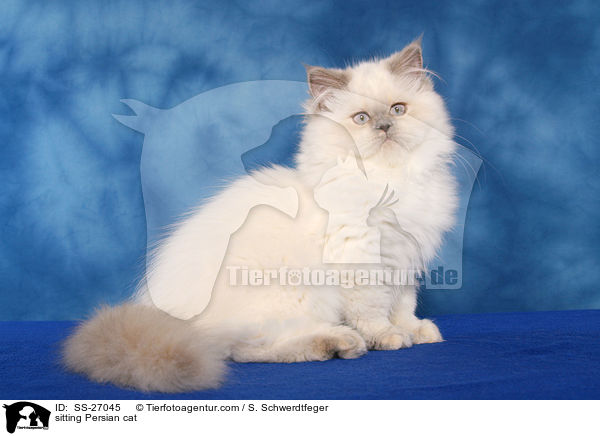 sitting Persian cat / SS-27045