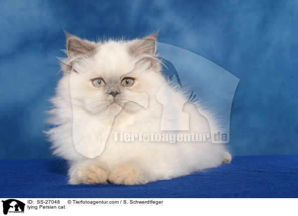lying Persian cat / SS-27048