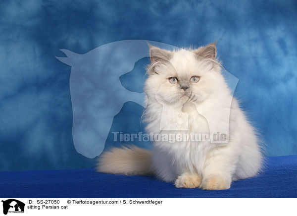 sitting Persian cat / SS-27050