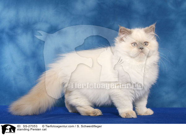 standing Persian cat / SS-27053