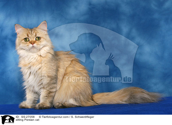 sitting Persian cat / SS-27058