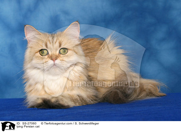lying Persian cat / SS-27060