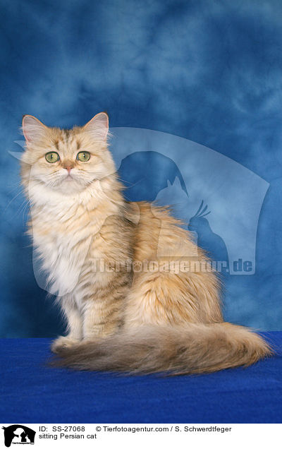sitting Persian cat / SS-27068