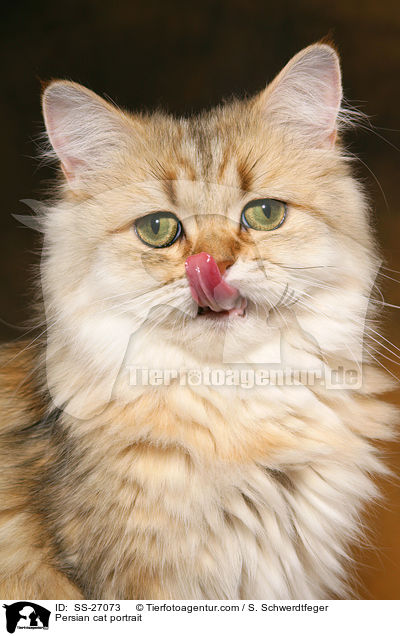 Persian cat portrait / SS-27073