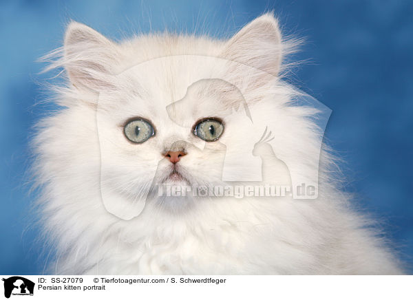 Persian kitten portrait / SS-27079