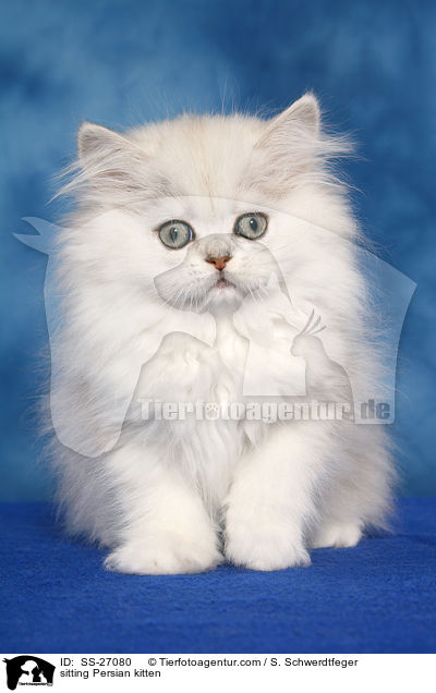 sitting Persian kitten / SS-27080