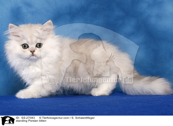 standing Persian kitten / SS-27083