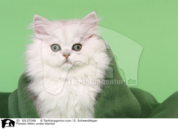 Persian kitten under blanket / SS-27088