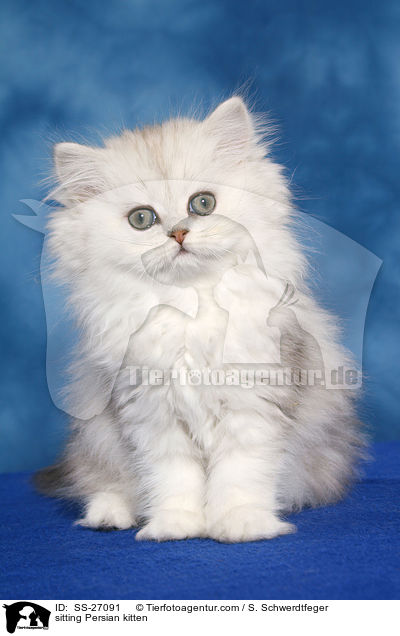 sitting Persian kitten / SS-27091