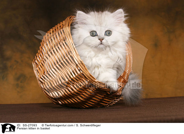 Persian kitten in basket / SS-27093