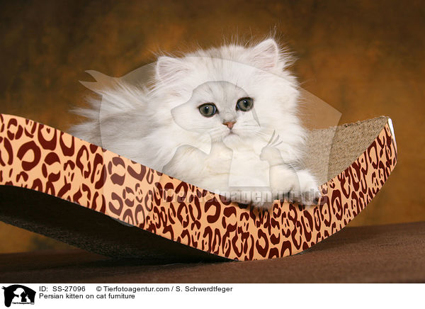 Persian kitten on cat furniture / SS-27096
