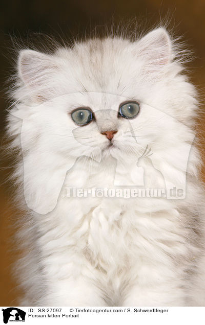 Persian kitten Portrait / SS-27097