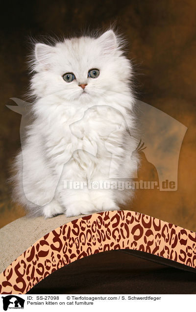 Persian kitten on cat furniture / SS-27098