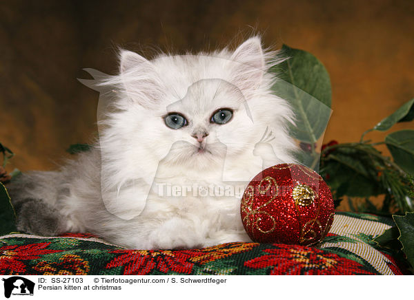 Persian kitten at christmas / SS-27103