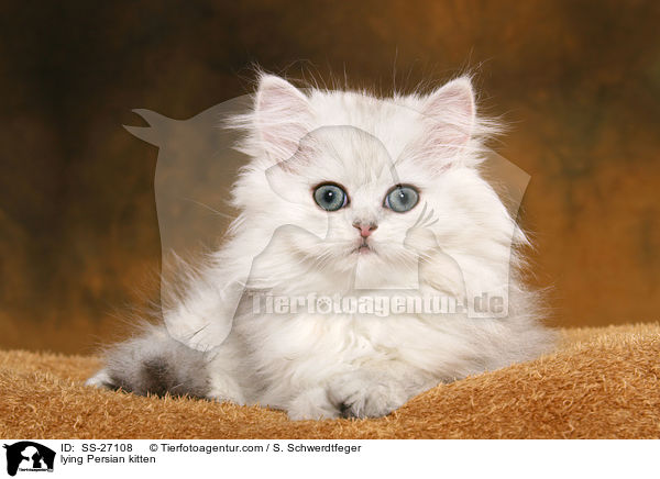 lying Persian kitten / SS-27108