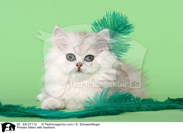 Persian kitten with feathers / SS-27112