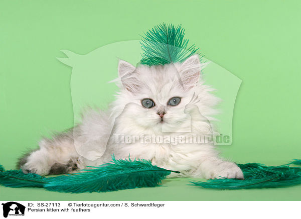 Persian kitten with feathers / SS-27113