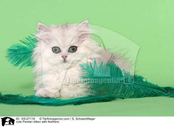 cute Persian kitten with feathers / SS-27116