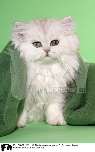 Persian kitten under blanket / SS-27117