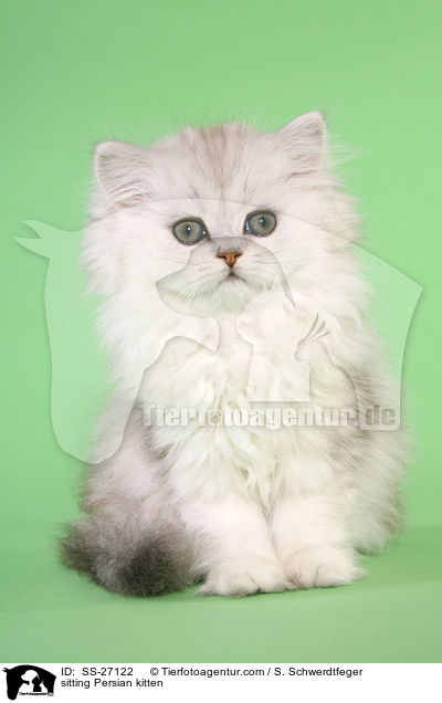 sitting Persian kitten / SS-27122